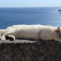 Riprese le sterilizzazioni dei gatti randagi, l'appello di ENPA Costa d'Amalfi: «Necessario nominare tutori per le colonie feline»