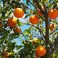 Sant’Agnello: gli agrumi della Penisola Sorrentina protagonisti del nuovo workshop Re-Food del GAL Terra Protetta
