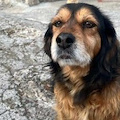 Scala, la cagnolina Nina si è smarrita a Minuta: l'appello dei familiari