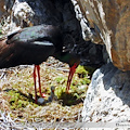 Scoperta emozionante nel Parco Nazionale del Cilento: ecco un nuovo nido di Cicogna Nera!