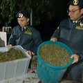 Scoperta “fabbrica” di cannabis sui Monti Lattari: sequestrata oltre una tonnellata di droga