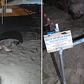 Secondo nido di Caretta caretta nel Comune di Forio: è il 59esimo in Campania 