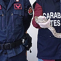 Serpente esotico nei pressi di un hotel di Acqui Terme, apprensione tra residenti e turisti 