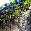 Slow Food Day in Costa d’Amalfi: 18 maggio dal Sentiero dei Limoni alla tavola, un viaggio di gusto e consapevolezza 