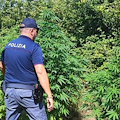 Sorrento, scoperta piantagione di marijuana: arrestato 40enne con precedenti
