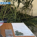 Sorrento, scoperta una piantagione di marijuana durante controlli a terreno agricolo: arrestato 40enne 