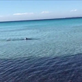 Squalo di circa 2 metri avvistato a pochi metri dalla riva a Lido Pizzo di Gallipoli. Primo avvistamento della stagione di una verdesca così a riva. Si tratta di un comportamento che ormai si ripete ogni anno ad inizio stagione, tutto da comprendere