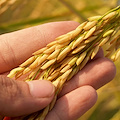 Taglio UE all'agricoltura, Marzano (Confagricoltura Campania): “Ora le Regioni non lascino sole le imprese”