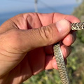 Un esemplare di "Biacco" salvato dalle "grinfie" di un gatto: preserviamo i serpenti del territorio /Foto