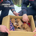 Undici cuccioli di cane abbandonati nel Parco Nazionale del Vesuvio: salvati dai carabinieri 