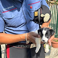 Vergogna a Parete, salvato cagnolino in condizioni precarie: era rinchiuso da tempo in uno sgabuzzino 
