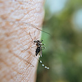 West Nile, 5 morti in Campania. De Luca attacca la dirigente del Ministero: «Totalmente inadeguata e assunta per clientelismo politico»