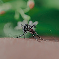 West Nile, aumentano i casi in Italia: 8 ricoveri in Campania, De Luca rassicura