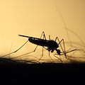 West Nile Disease, dalla Regione Campania le buone pratiche per proteggersi dalle zanzare