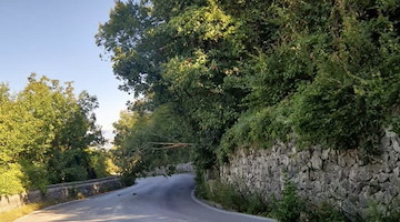 Albero cade sulla SP2 verso il valico di Chiunzi, nessun ferito 
