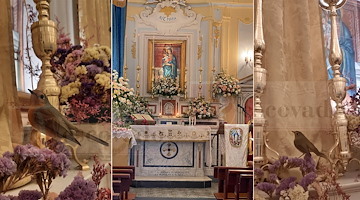 Atrani, pettirosso al Santuario di Santa Maria del Bando: simbolo di pace e speranza