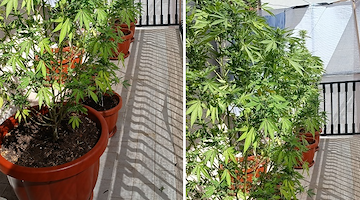 Battipaglia, arrestato 45enne: coltivava marijuana sul balcone di casa