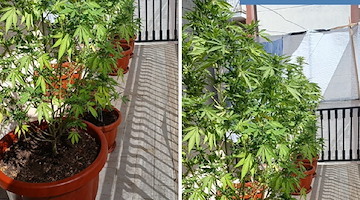 Battipaglia, coltivava marijuana sul balcone: arrestato 45enne