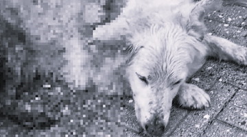 Cane colpito da arma da fuoco a Tramonti: Nebbia lotta per la vita, ENPA annuncia azioni legali