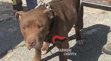 Cane denutrito e rinchiuso in un box abusivo: la scoperta dei Carabinieri a Castel Volturno 