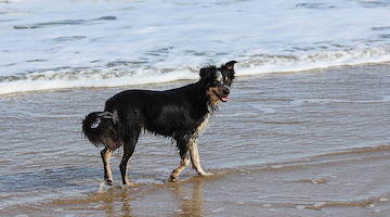 Cane in spiaggia, scoppia lite tra bagnanti a Castellabate: 36enne finisce in ospedale