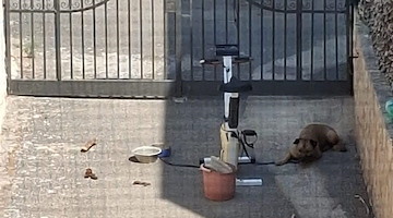 Cane morto di stenti a Giugliano, la proprietaria non è ancora tornata dalle vacanze. Borrelli: "Caso vergognoso di disumanità"