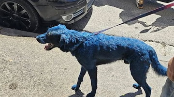 Cane verniciato di azzurro per lo scudetto del Napoli, indignazione sui social 