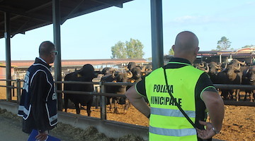 Capaccio Paestum, sequestrati 7600 mq di terreni aziendali per illecito smaltimento di rifiuti zootecnici