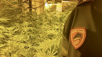 Cava de' Tirreni, scoperta piantagione di cannabis all’interno di un casolare: arrestato 78enne 