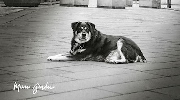 Cava piange Ciro, il cane buono che viveva libero tra la gente