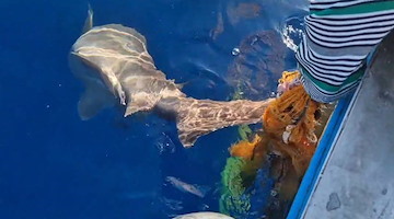 Cetara, pescatore salva una verdesca impigliata nelle reti e la restituisce al mare /VIDEO