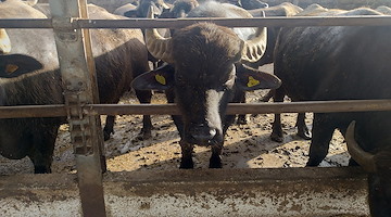 Coldiretti Campania: «Crolla la quantità di latte di bufala Dop congelato»