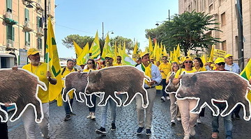 Coldiretti Salerno: emergenza cinghiali, nel Parco Regionale dei Monti Picentini arrivano i cacciatori abilitati