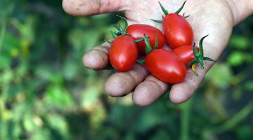 Coltivare Legalità, le aziende agricole targate Coldiretti di Napoli Est raccontano le eccellenze del territorio