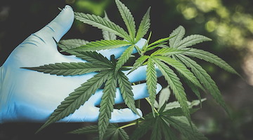 Coltivava cannabis in un casolare: arrestato un uomo a Cava de' Tirreni