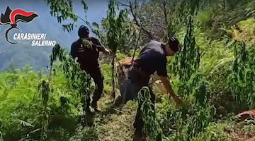 Controlli antidroga con l'elicottero: scoperta maxi piantagione di marijuana sui Monti Lattari 