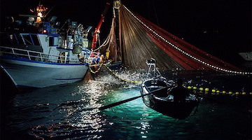 Costiera Amalfitana, dal Gal Pesca Approdo di Ulisse un progetto per la tutela del novellame