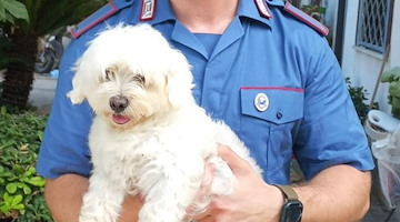 Cucciolo rapito per un riscatto: blitz dei Carabinieri a Giugliano, maltese torna sano e salvo a casa