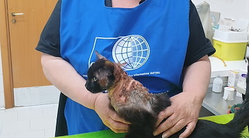 Da Serino una raccolta fondi per aiutare Pasqualino, il gatto randagio bruciato con l’acido