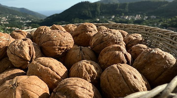 Dazi, Confagricoltura Campania: «Preoccupazione per l'ipotesi di riduzione dei dazi Ue-Usa. La frutta a guscio italiana va tutelata»