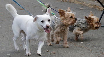 Dog Day a Vietri sul Mare: domenica una festa per gli amici a 4 zampe
