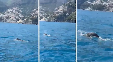 Due avvistamenti di foca monaca a Positano: l’appello dell’Area Marina Protetta
