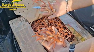 Guardia di Finanza intercetta maxi traffico di corallo rosso: sequestrati 700 kg nel Canale di Sicilia