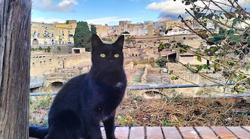 I gatti di Ercolano: eleganti ambasciatori d’accoglienza. Dopo il Colosseo il Parco registra la propria colonia felina