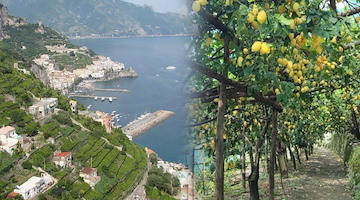 I limoni e i terrazzamenti di Amalfi celebrati come “Patrimonio Agricolo di Importanza Mondiale” 