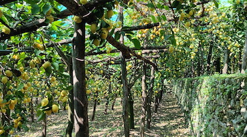 I limoni e i terrazzamenti di Amalfi celebrati come “Patrimonio Agricolo di Importanza Mondiale” 