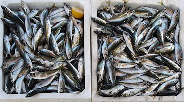 Il pesce, tesoro del mare e pilastro della dieta mediterranea