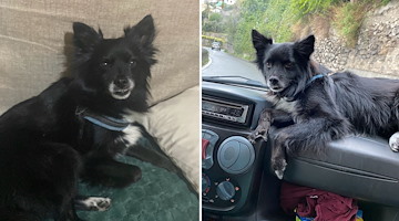 Il saluto commosso a Rudy, il cane che faceva colazione al bar 