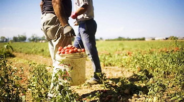 Immigrazione, Confagricoltura Campania: «Da sempre contro il caporalato, pronti ad agire in sede legale»