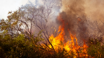 Incendi nel Parco del Cilento, arrestato un uomo di 42 anni: è accusato di aver appiccato due roghi a Stella Cilento